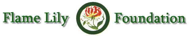Flame Lily Foundation-text with logo picture